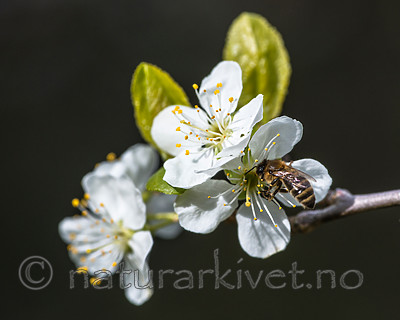 BB 14 0145 / Apis mellifera / Honningbie <br /> Prunus domestica / Plomme